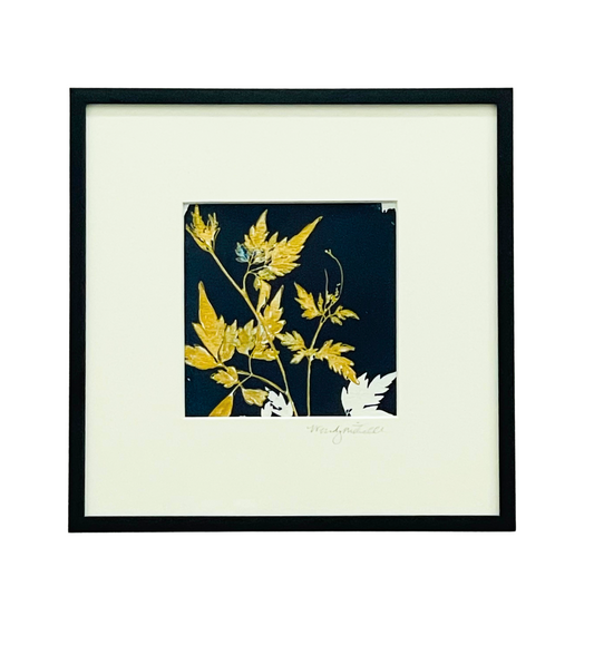 Framed mixed media cyanotype botanical. Wendy Mitchell Art, Salida CO