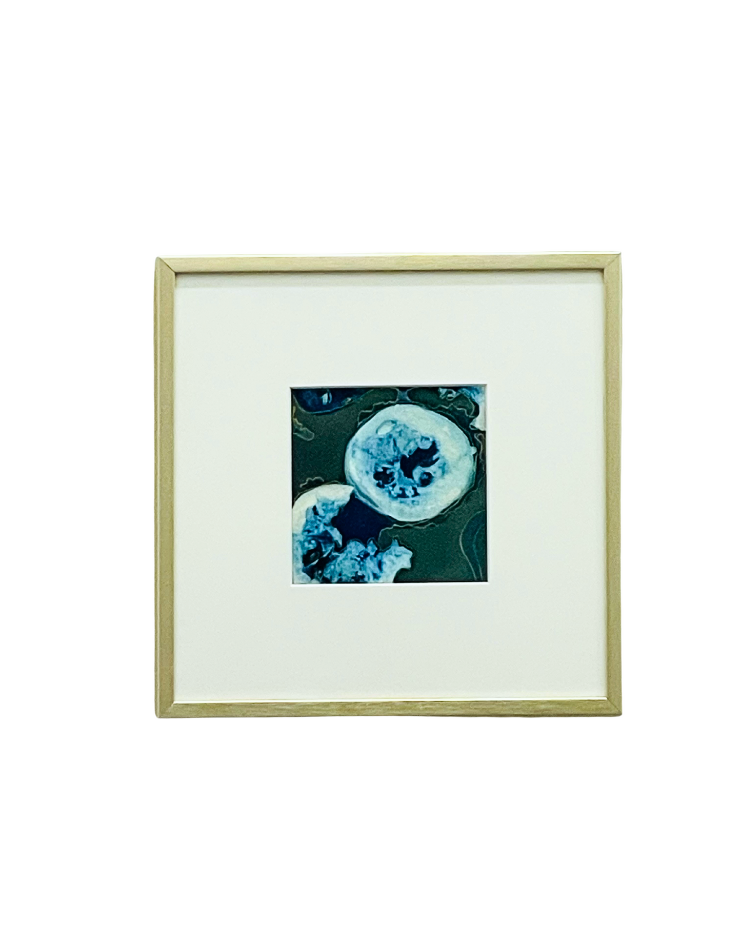 Framed mixed media cyanotype botanical. Wendy Mitchell Art, Salida CO