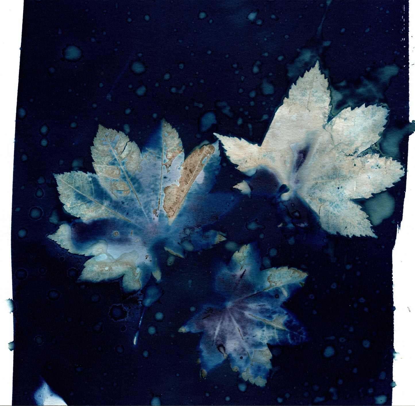 Maple Impressions