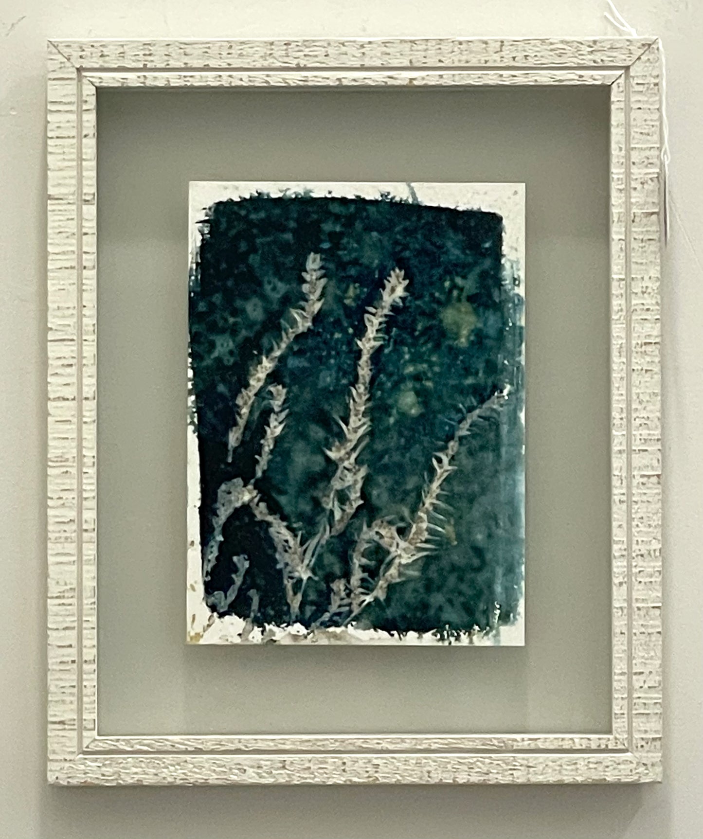 Russian Sage 2