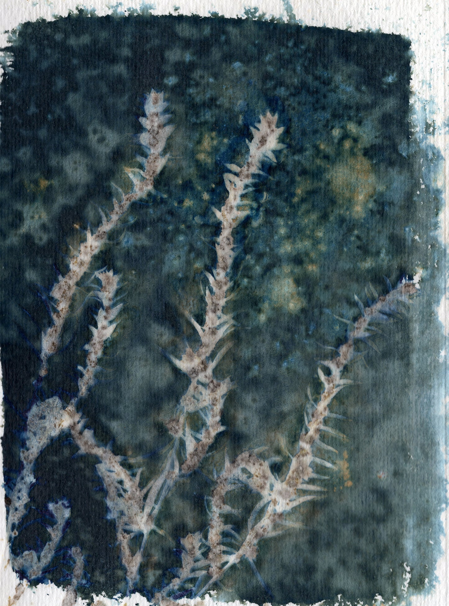 Russian Sage 2