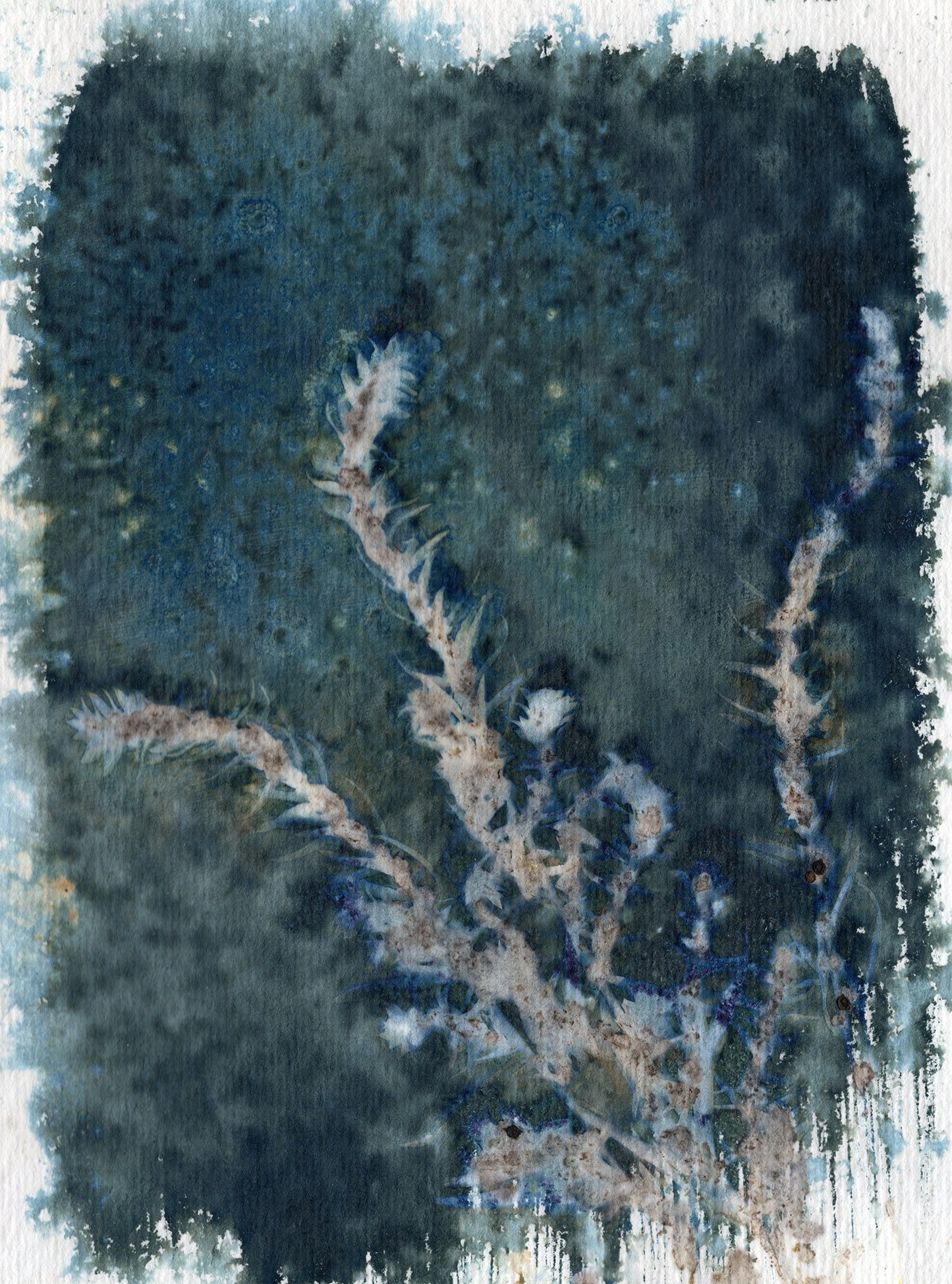 Russian Sage 1