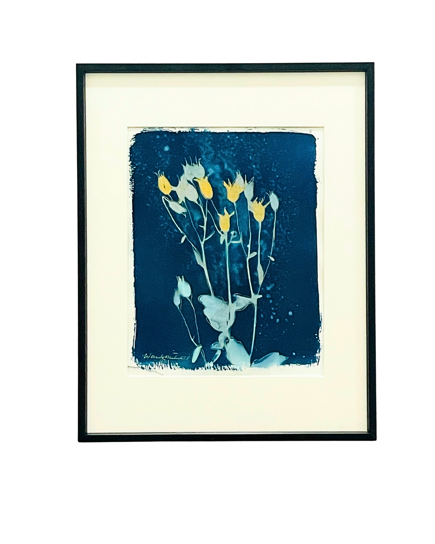 Golden Columbines