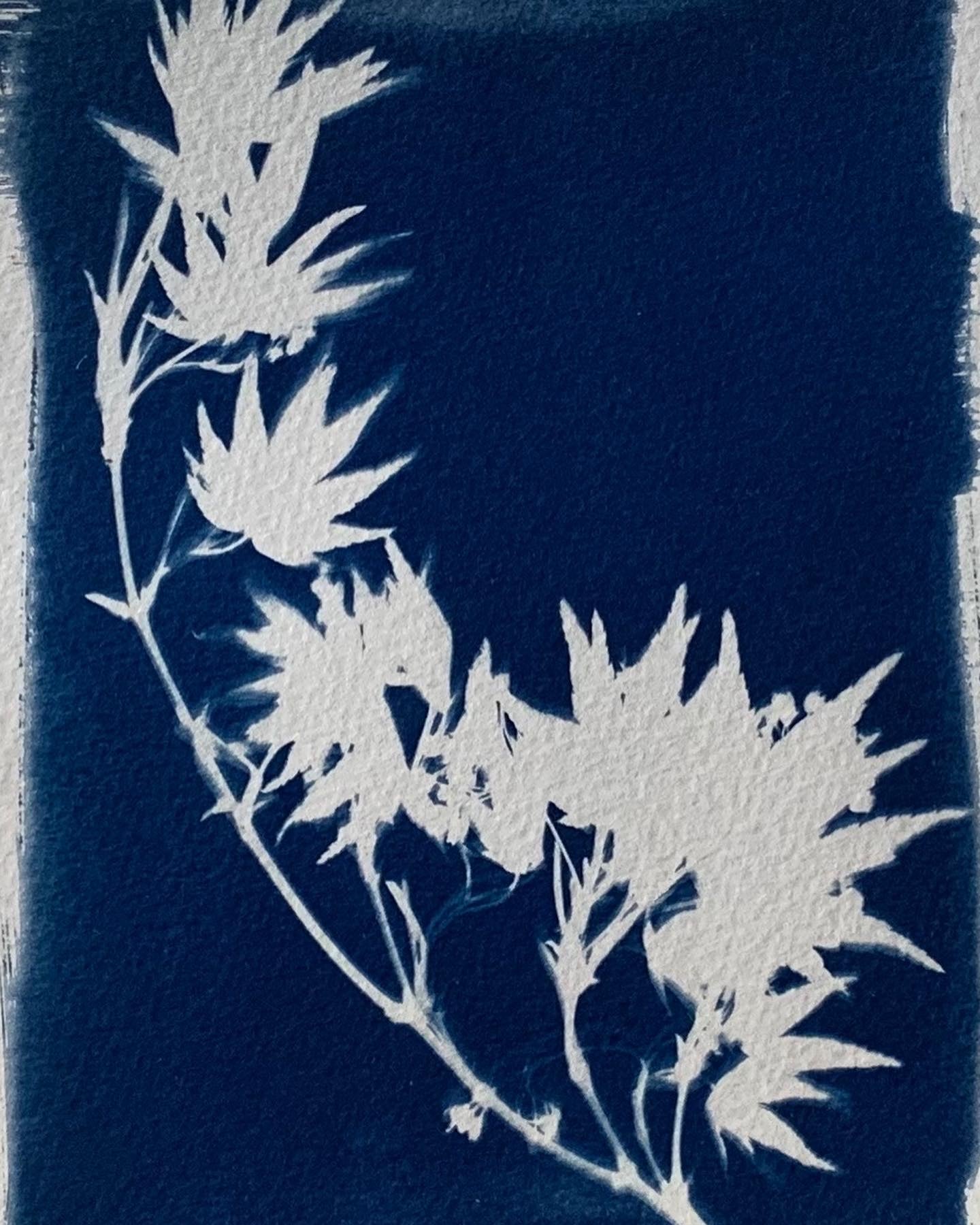 Intro to Cyanotypes - April 4th-Events-Wendy Mitchell Art-Wendy Mitchell Art - Salida, Colorado