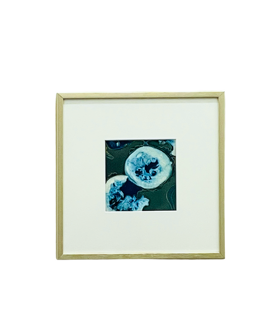 Framed mixed media cyanotype botanical. Wendy Mitchell Art, Salida CO