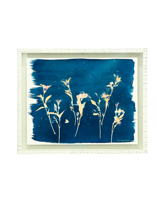 Framed mixed media cyanotype botanical. Wendy Mitchell Art, Salida CO