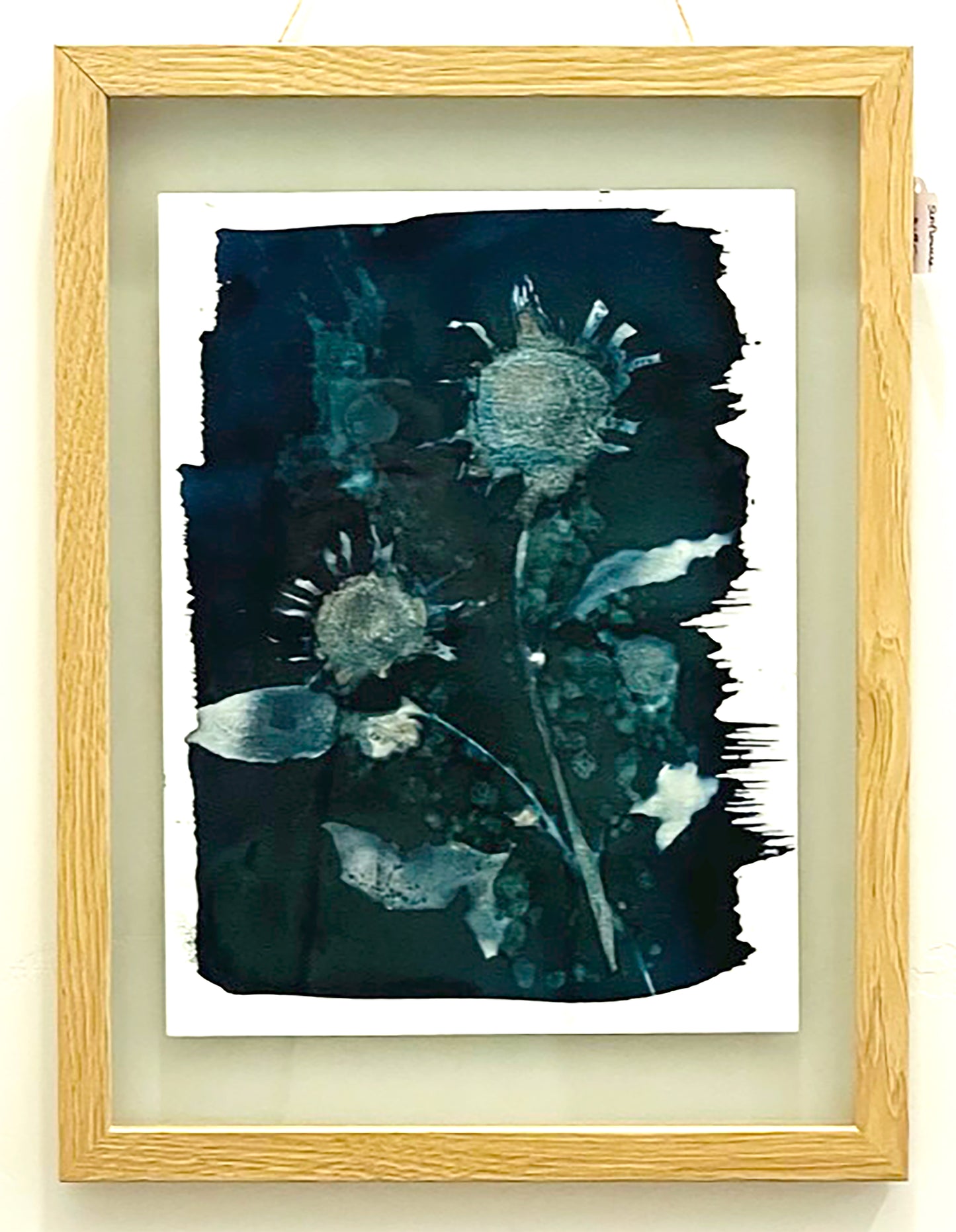 Colorado Sunflowers